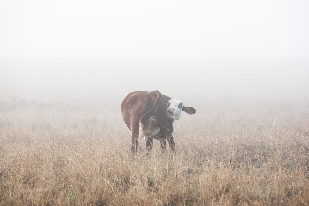 A cow trying to lick its butt.