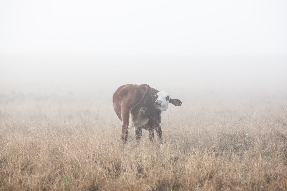 Uma vaca tentando lamber sua bunda.