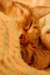 A close-up of a sleeping cat nestled in a soft, textured blanket. The cat appears peaceful, with closed eyes and relaxed ears.