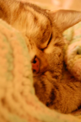 A delicate watercolor painting of a sleepy cat curled up in a soft pastel blanket.
