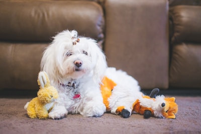 A fluffy white dog is lying on a brown carpet, surrounded by two plush toys. The dog has a small accessory in its hair and is looking slightly to the left. The plush toys are a yellow rabbit and an orange fox.