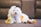 A fluffy white dog is lying on a brown carpet, surrounded by two plush toys. The dog has a small accessory in its hair and is looking slightly to the left. The plush toys are a yellow rabbit and an orange fox.