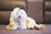A fluffy white dog is lying on a brown carpet, surrounded by two plush toys. The dog has a small accessory in its hair and is looking slightly to the left. The plush toys are a yellow rabbit and an orange fox.