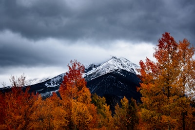 withering trees near snow-covered mountains