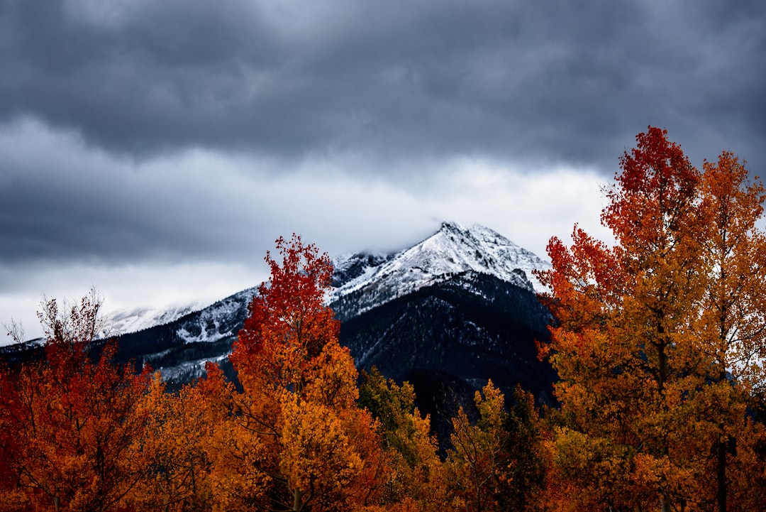 withering trees near snow-covered mountains