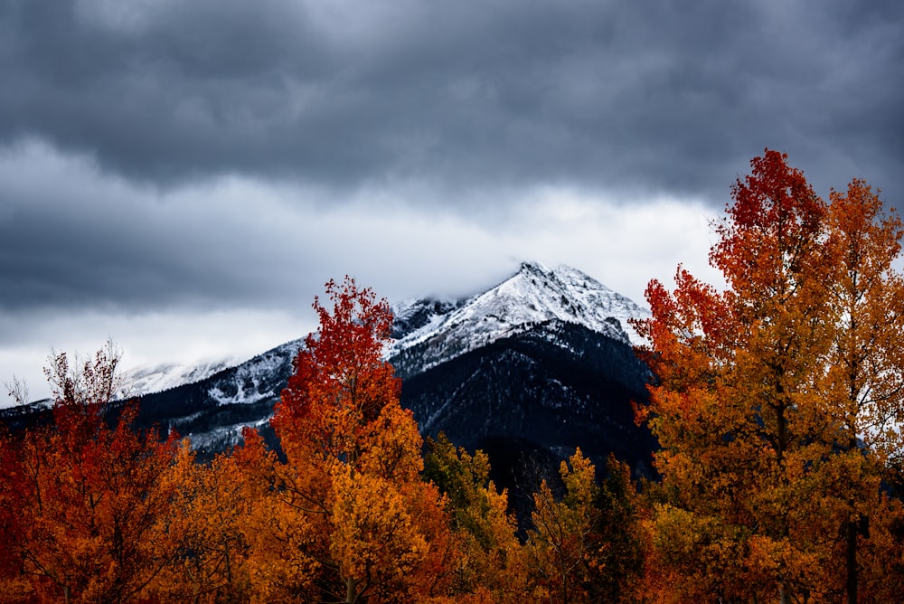 withering trees near snow-covered mountains