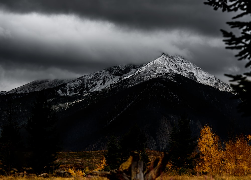 trees under snow covered mountain