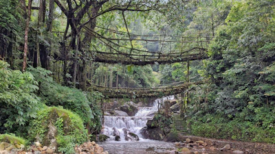 A close-up of a living root bridge arching gracefully over a bubbling stream.