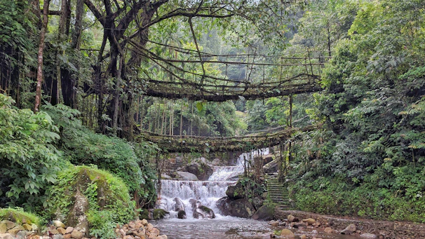 Mist-covered Meghalaya hills with lush living root bridges winding through dense green forests.