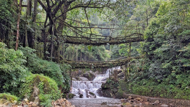 A lush, green forest landscape featuring a natural living root bridge made of interwoven tree roots. Water cascades down a small waterfall beneath the bridge, surrounded by dense foliage and rocky terrain.