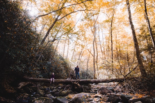 Cherokee National Forest things to do in Cataloochee