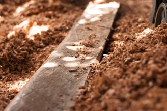 A close-up view of a wooden plank surrounded by a large amount of wood shavings, likely suggesting a carpentry or woodworking setting. Sunlight casts soft, scattered shadows over the surface.