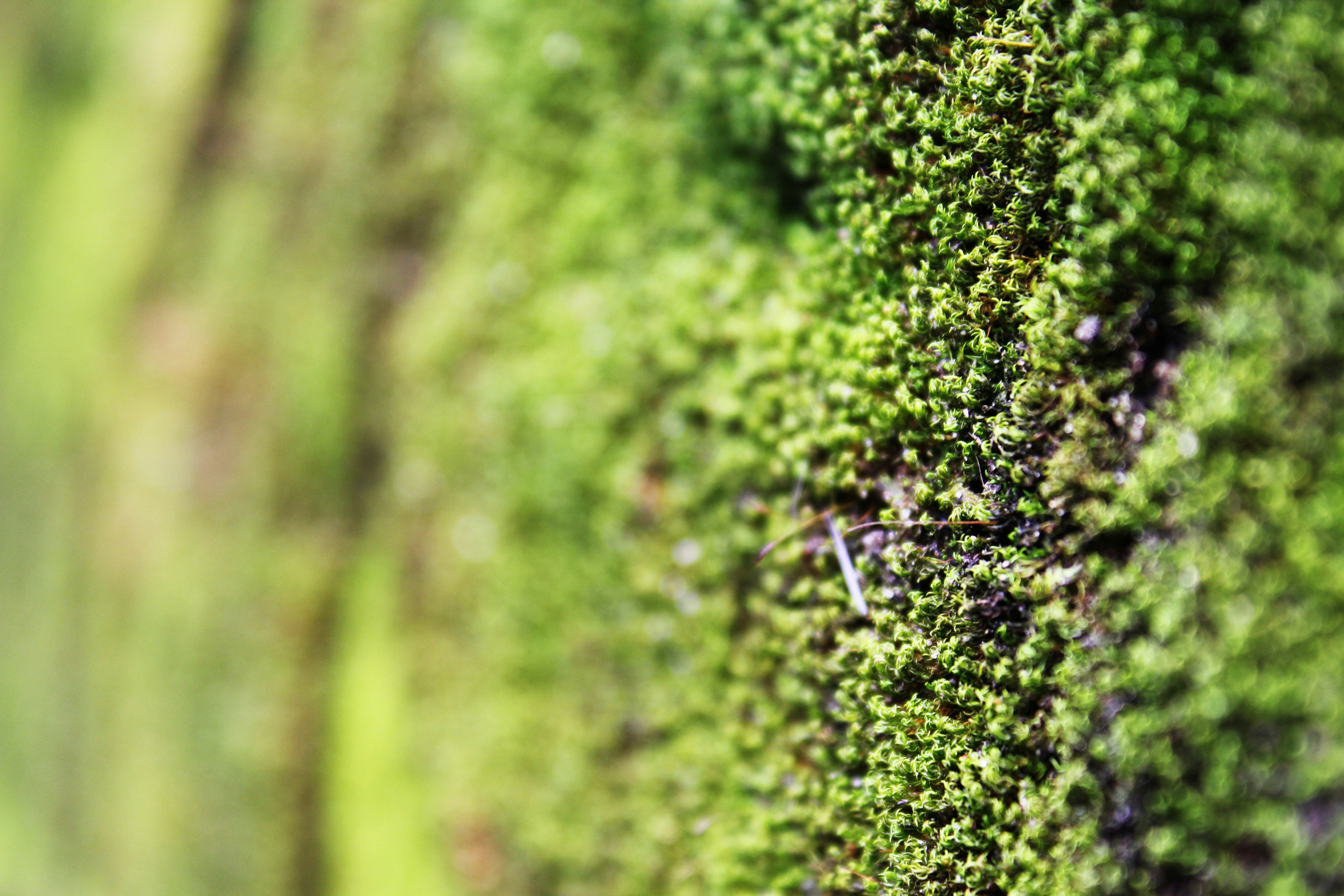 Free Unsplash photo from Sai Chaitanya