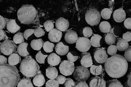 A large stack of cut tree logs arranged in a pile. The logs are cylindrical with visible tree rings on the cross-sections, indicating they have been freshly cut. They vary in size, and the bark is mostly stripped off. The background consists of dark, blurry foliage, suggesting a forested setting.