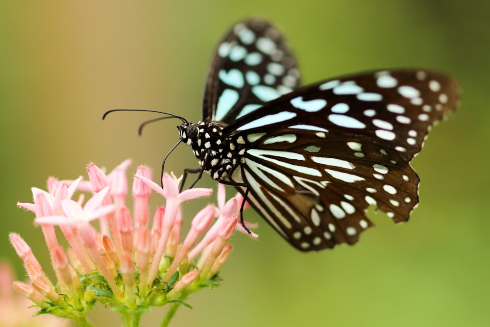 A black and white butterfly on a pink flower.