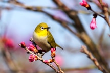 yellow bird on Sakura tree