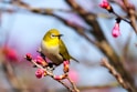 yellow bird on Sakura tree