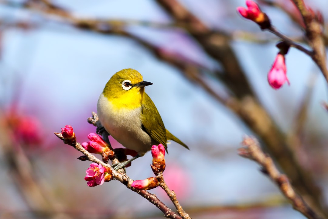 yellow bird on Sakura tree|600