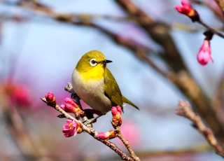 yellow bird on Sakura tree