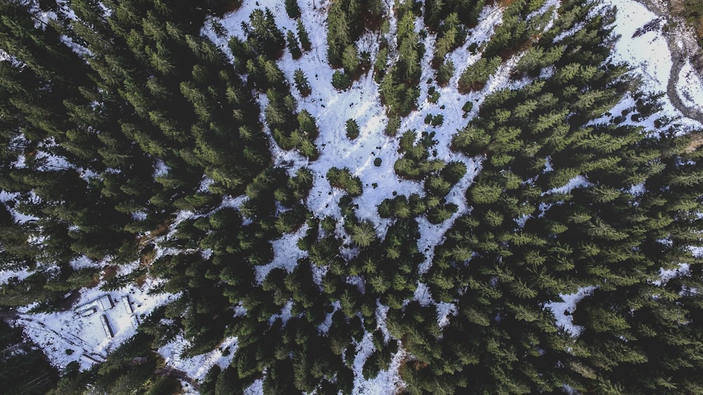 Photographie à vol d’oiseau d’un arbre vert