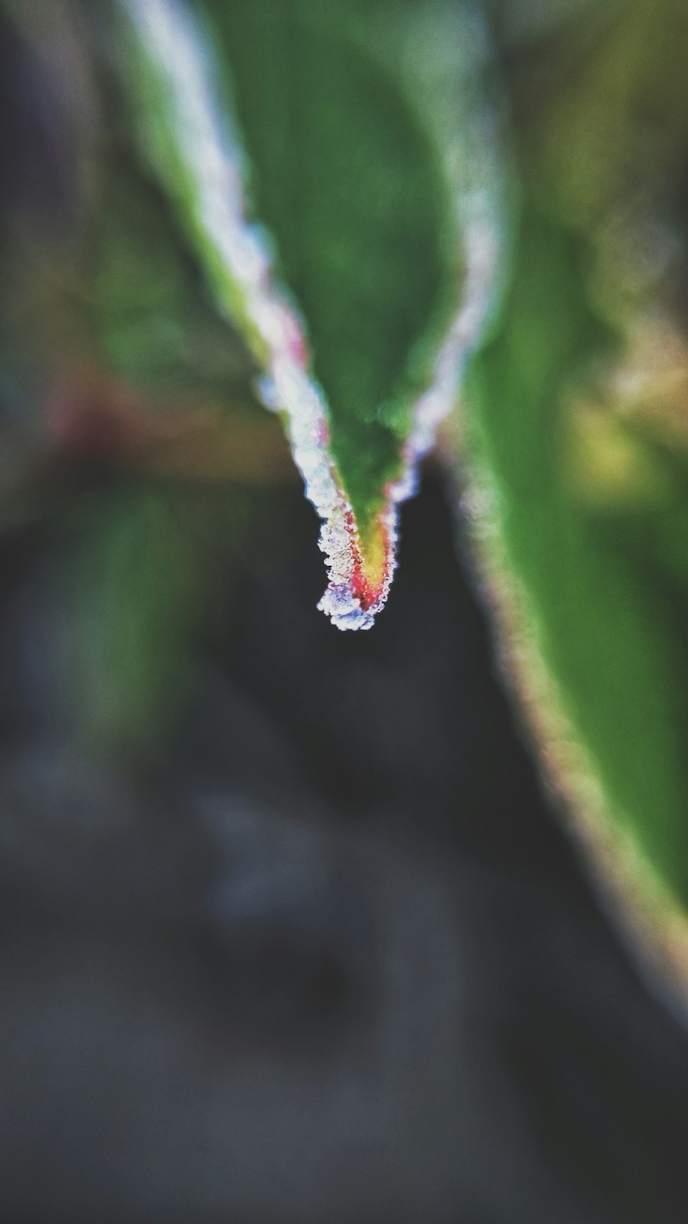 A wet leaf.