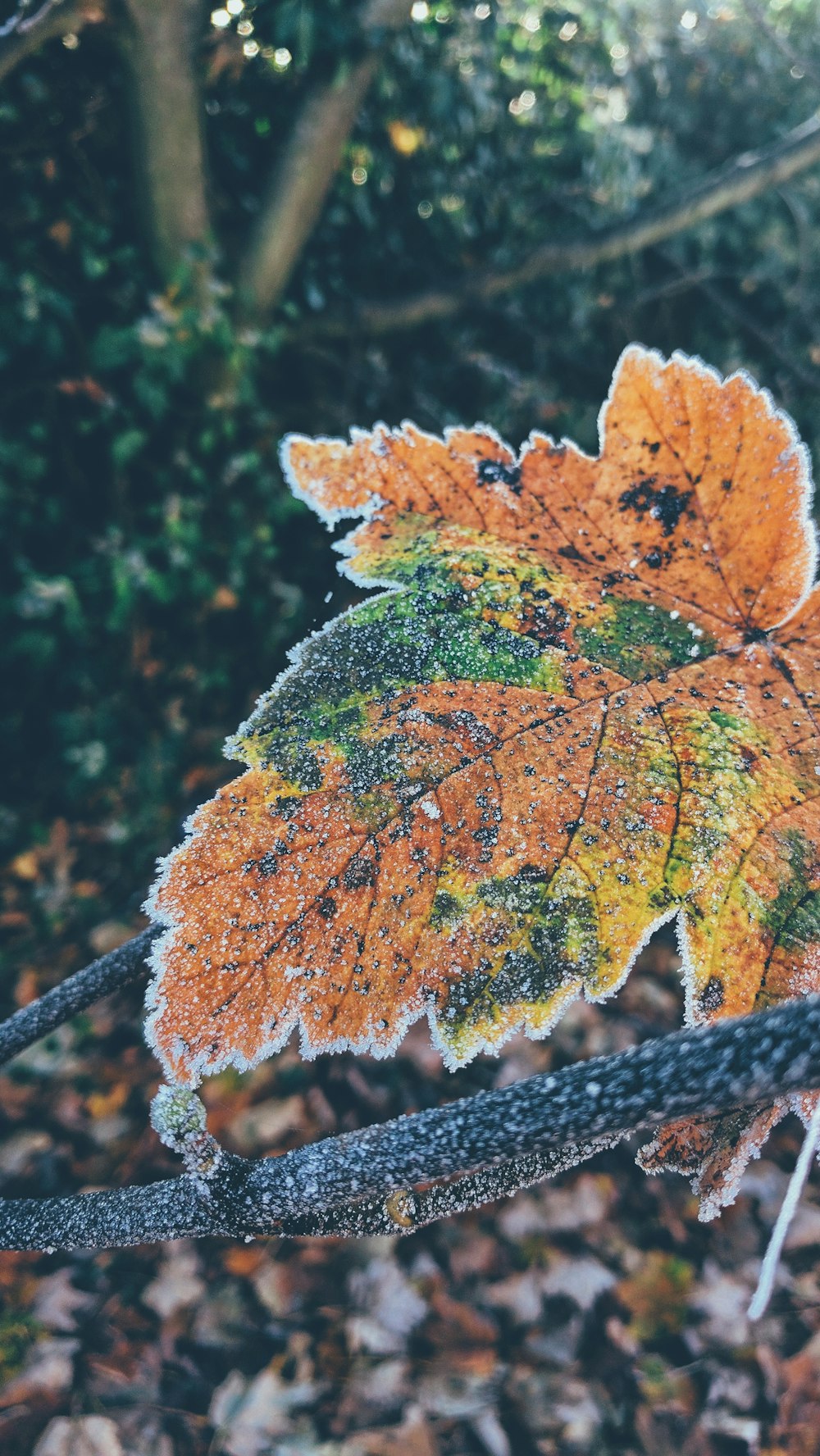 A leaf on the ground changing colors.