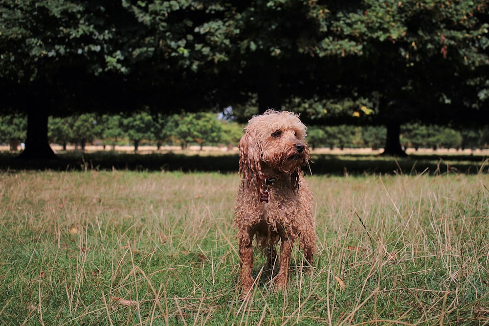 brauner langhaariger Hund, der auf einer Wiese in der Nähe von Bäumen steht