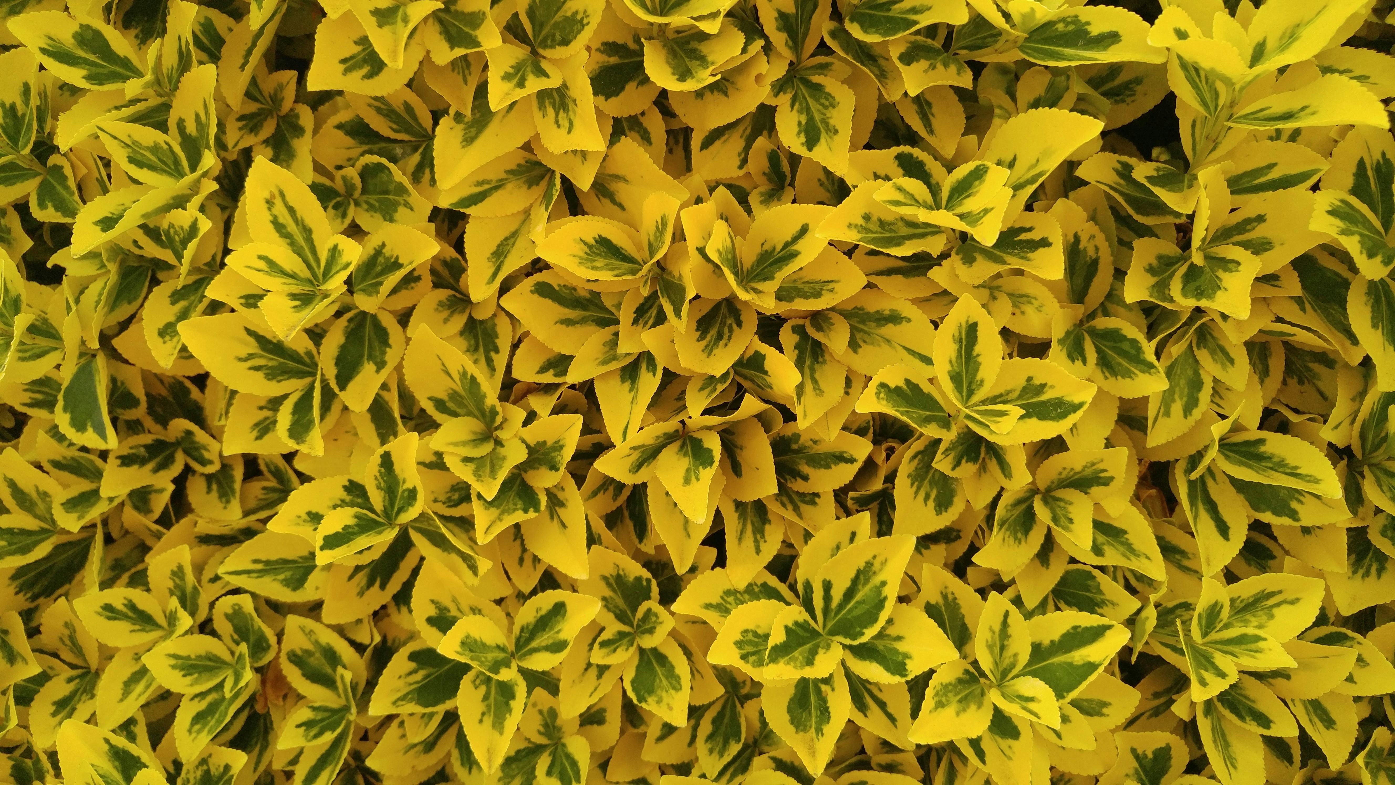 Free Unsplash photo from Oleksander Sekey