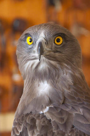 Close-up of the intense eyes of a Hatch Grey, reflecting its relentless drive and fight IQ.