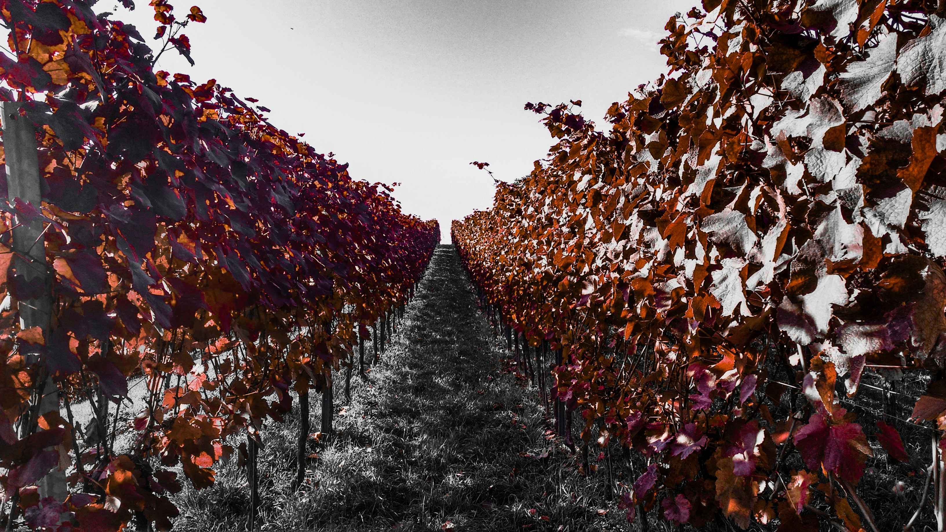 Free Unsplash photo from ahmet guerel Guerel