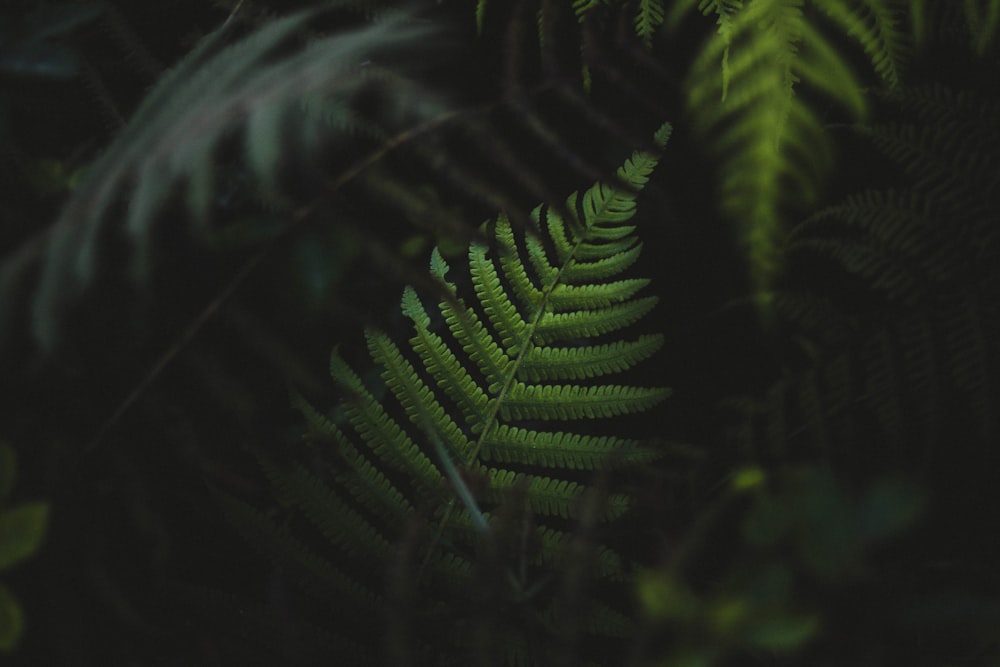 selective focus photography of green Boston fern