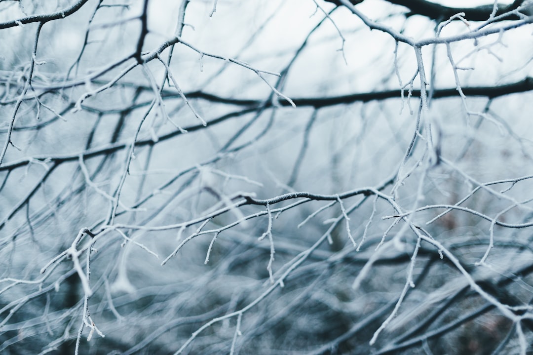 selective focus photography of bare tree