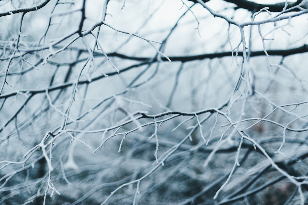 selective focus photography of bare tree