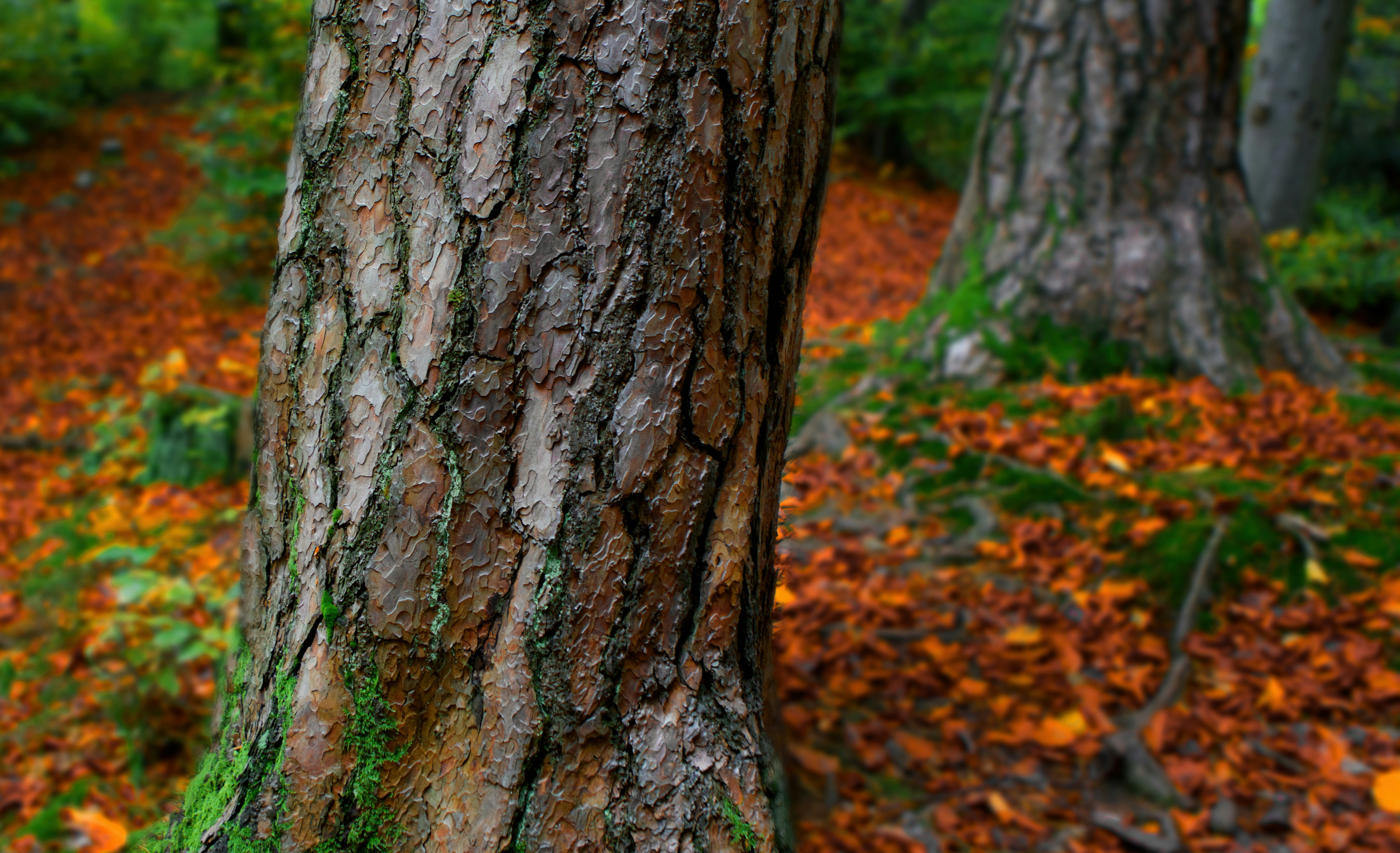 Why Military Alliances Often Fail When Tested: The Gap Between Commitment and Performance