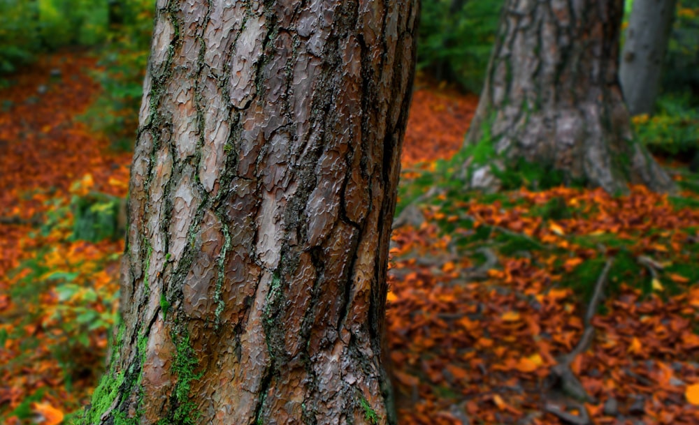 dried leaves under trees