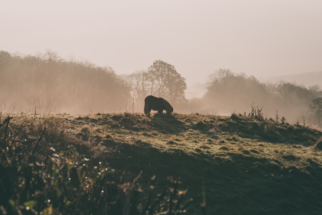 Wildlife photo spot Mark Cross Beachy Head