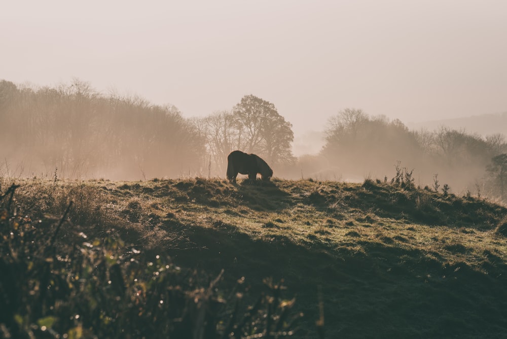 4-legged animal standing on grass