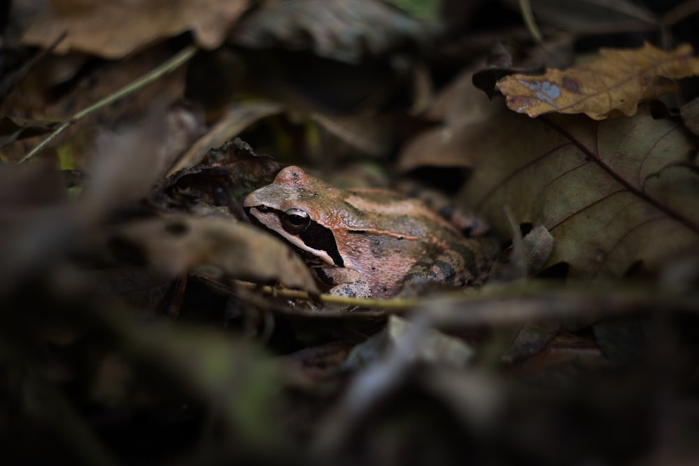 selective focus photo of frog