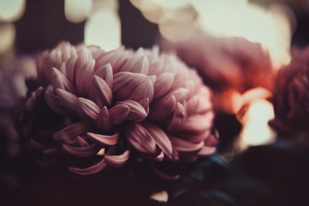 Fotografía selectiva de flores rosas y blancas