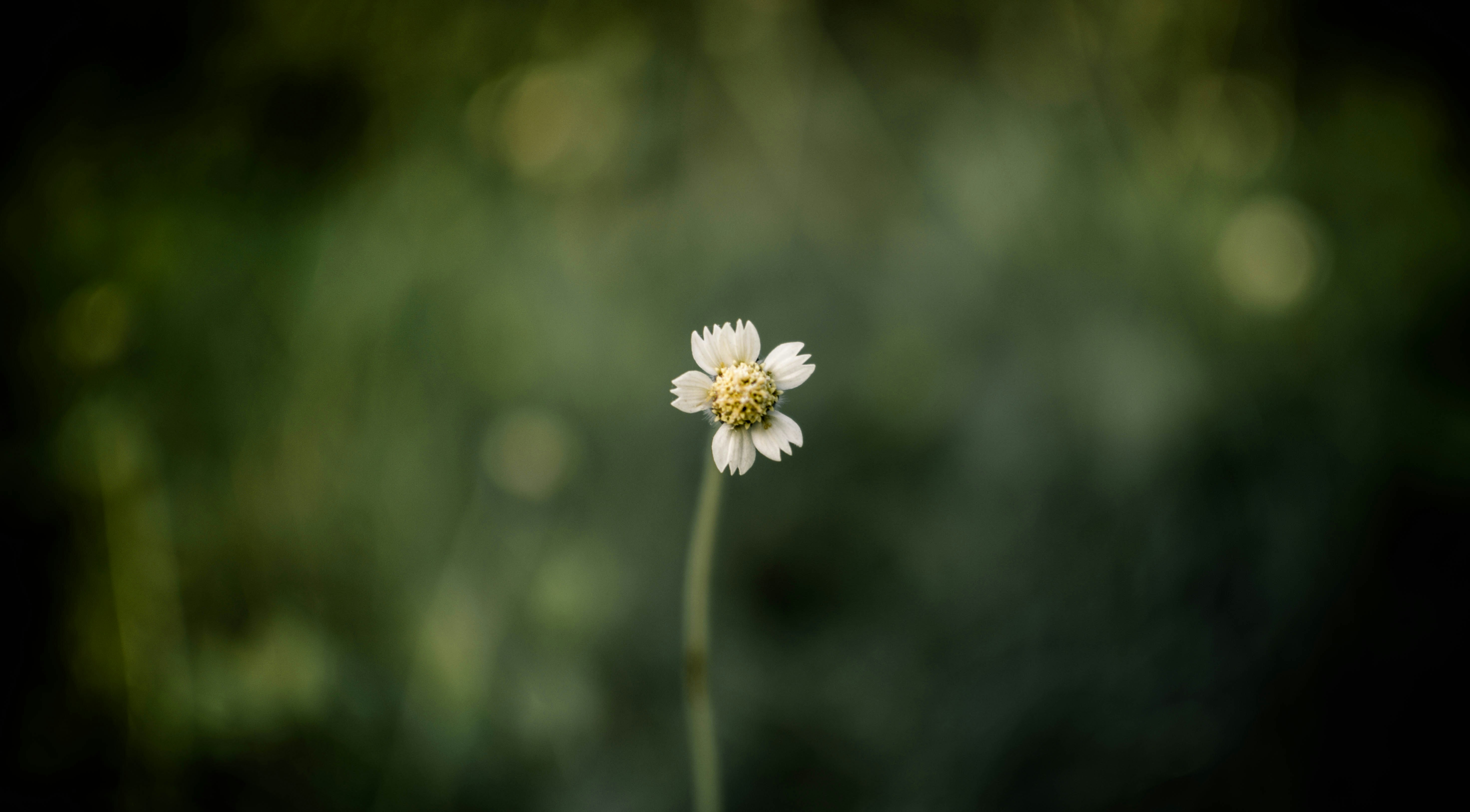 Free Unsplash photo from Pris Pritam