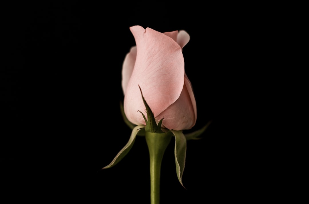 pink rose bud closeup photo