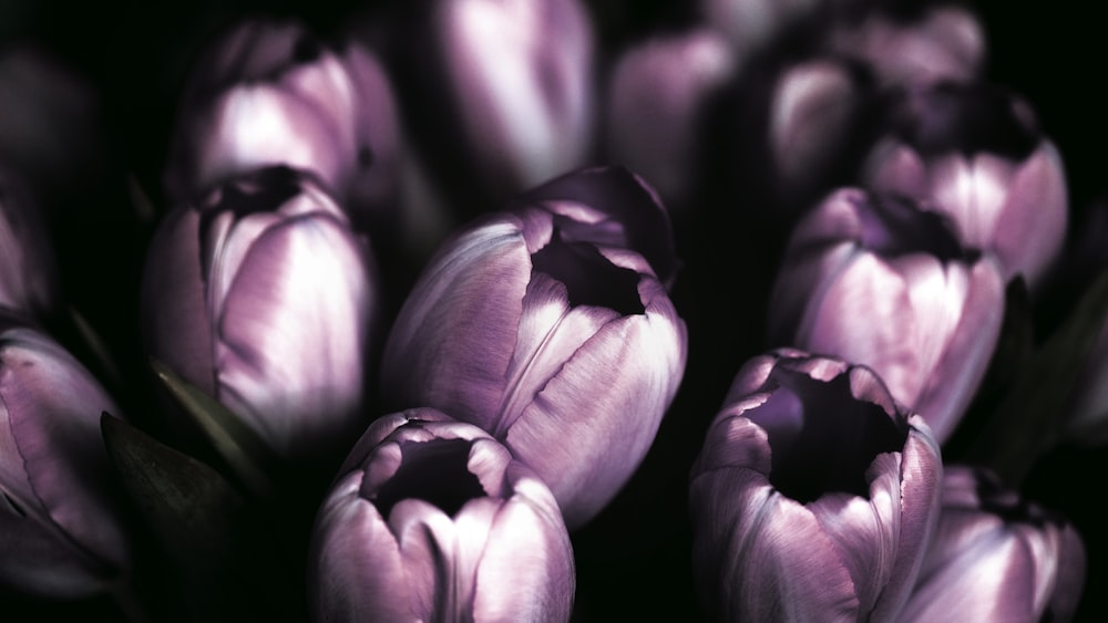 Fotografía de enfoque selectivo de flor de pétalos púrpuras