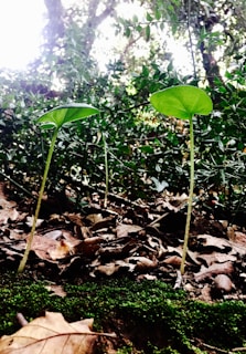 Close-up of delicate forest floor plants thriving under the shade of heritage trees