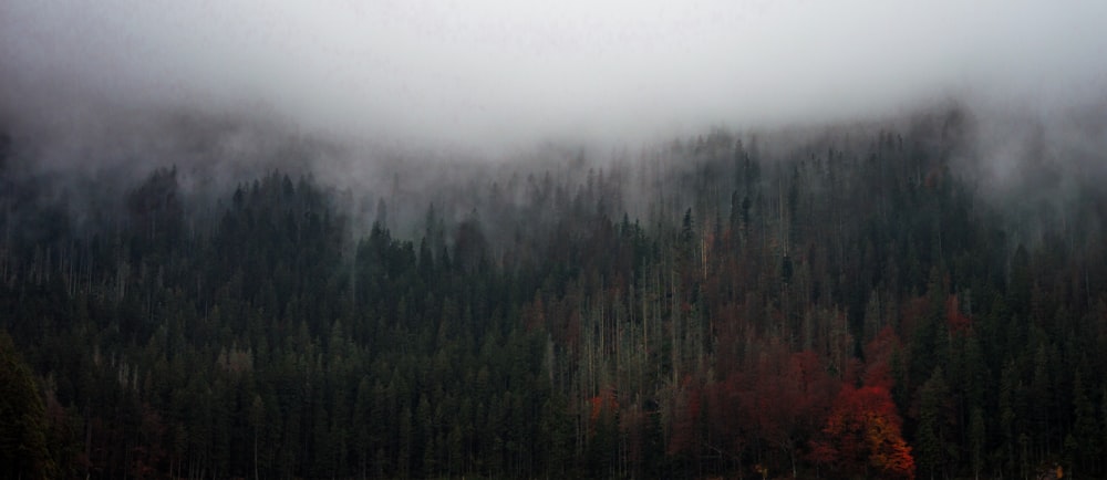 green trees covered with fogs