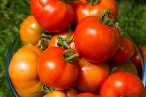 Cherry Tomato Kit