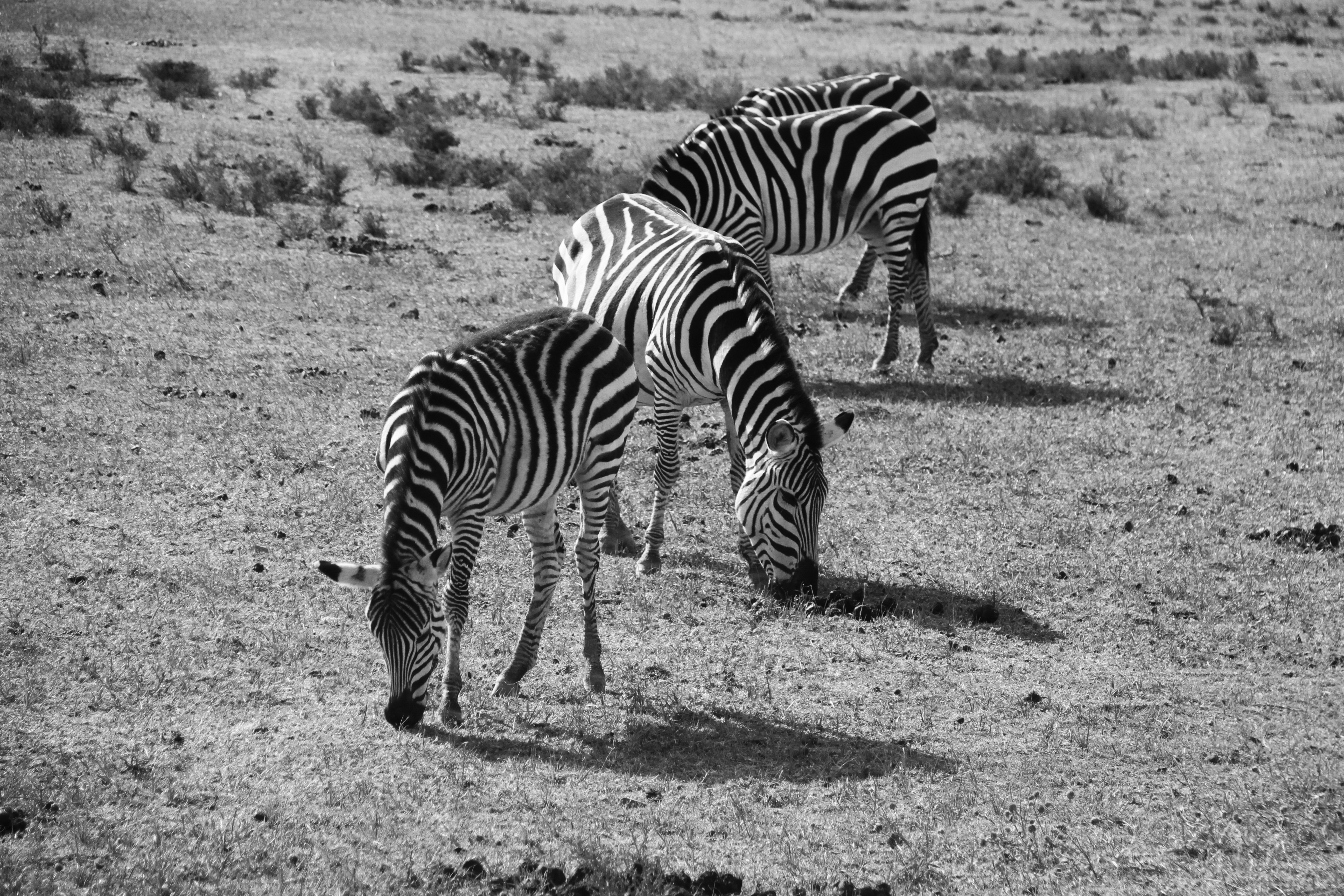 Free Unsplash photo from Szőllősy Benjamin