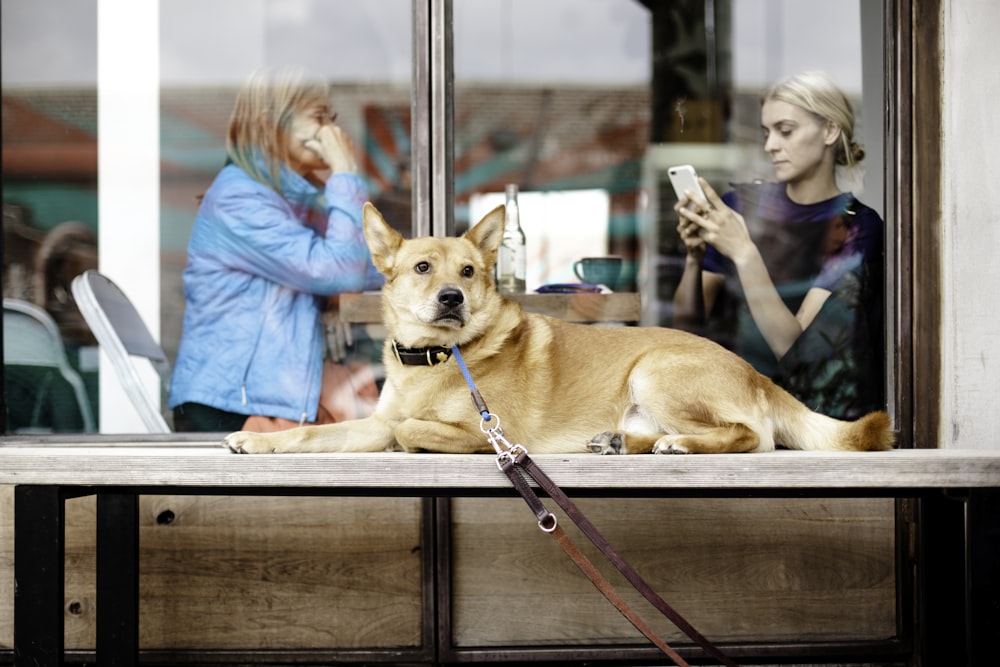 Kurzhaariger brauner Hund auf dem Tisch