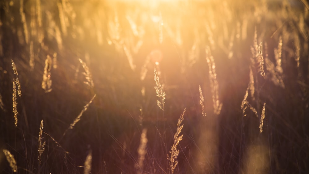 photographie d’herbe avec la lumière du soleil