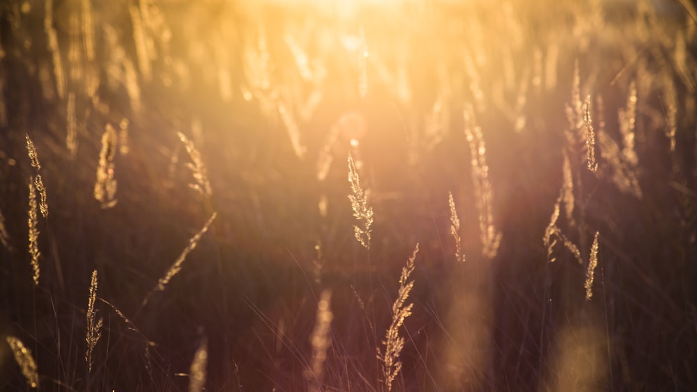 Fotografie von Gras mit Sonnenlicht