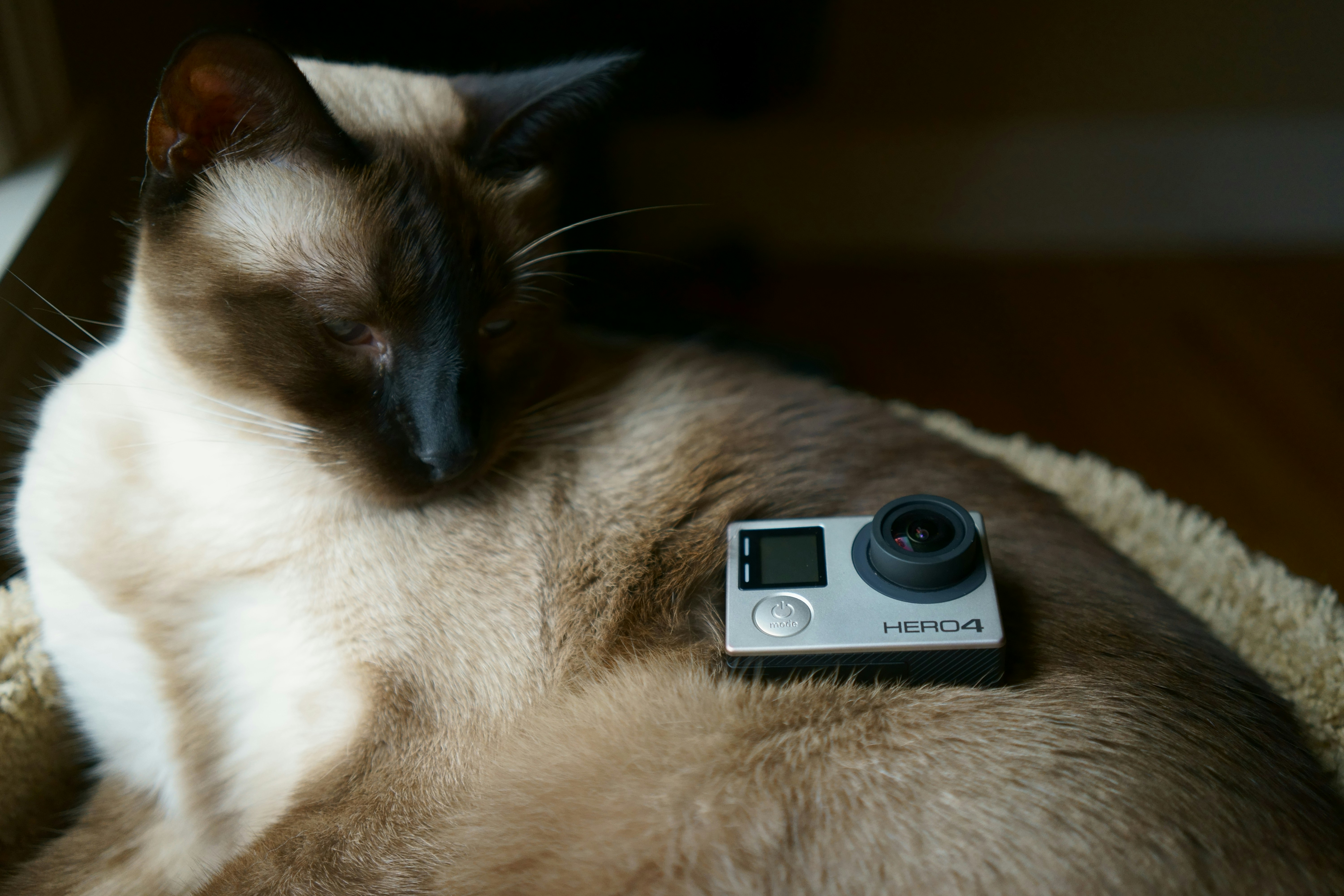 Free Unsplash photo from Jonah Lanclos